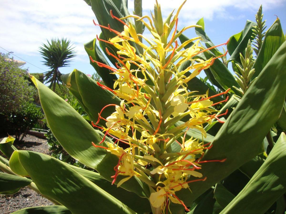 Blooming Botanic Houses Estreito Da Calheta Eksteriør billede
