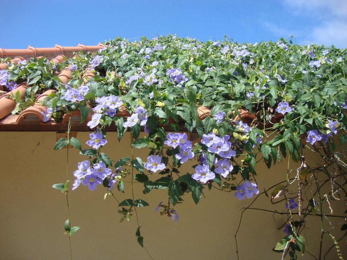 Blooming Botanic Houses Estreito Da Calheta Eksteriør billede